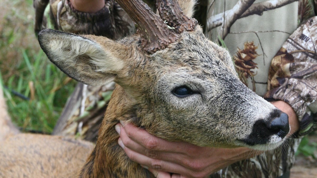 Startskotet går for bukkejakta: – Vi veit ikkje kor mange rådyr vi har