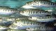 Image of salmon smolt
