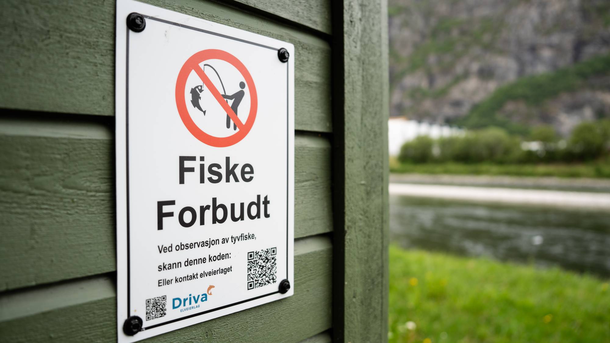 Et skilt med teksten "Fiske Forbudt" er festet på en grønn trevegg. Skiltet har et symbol som viser en person som fisker og et kryss over. I bakgrunnen ser man en elv, grønt gress og en fjellside. Informasjon for tyvfiskeobservasjoner, inkludert QR-koder, er synlig på skiltet. (Bildebeskrivelsen er laget av en KI-tjeneste)