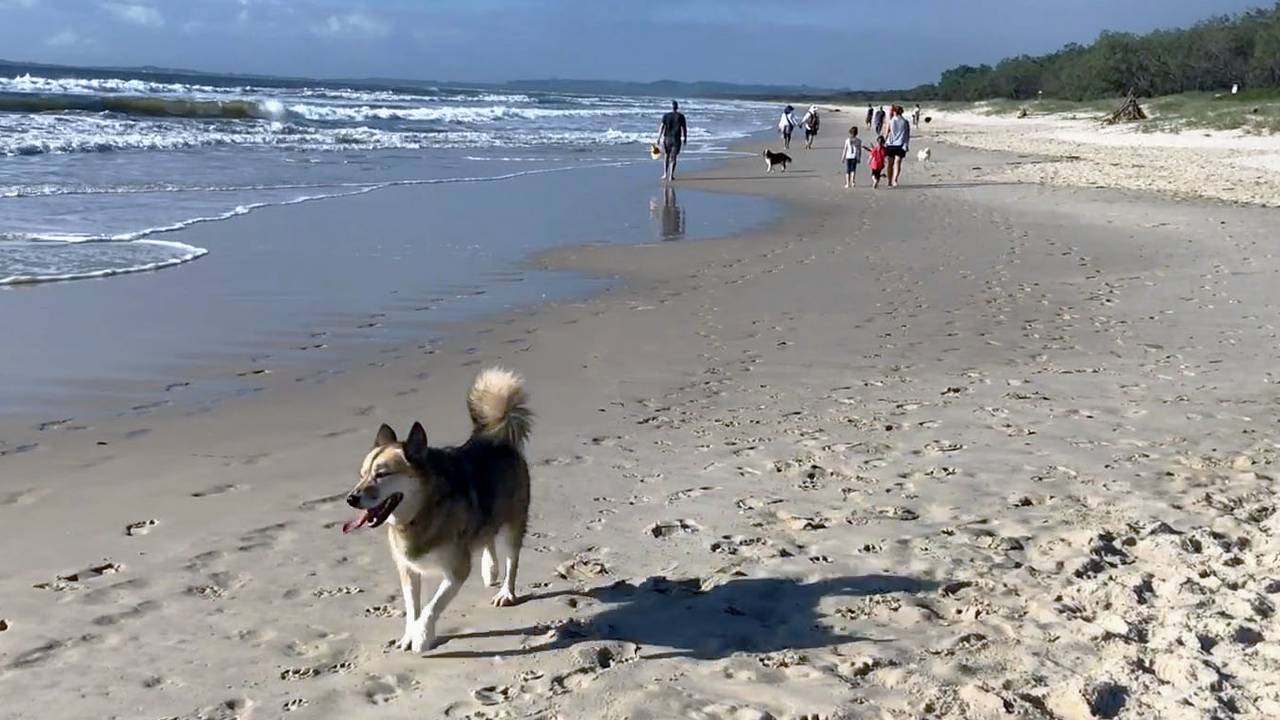 Cat på stranden i Australia