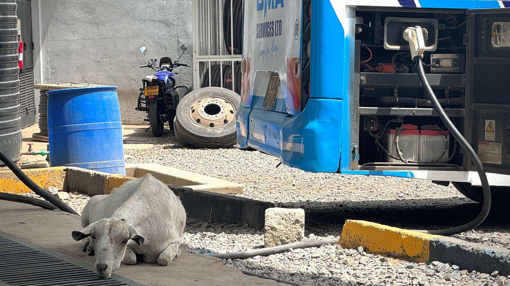 Ei geit kvilar på betongen medan ein el-buss står til lading
