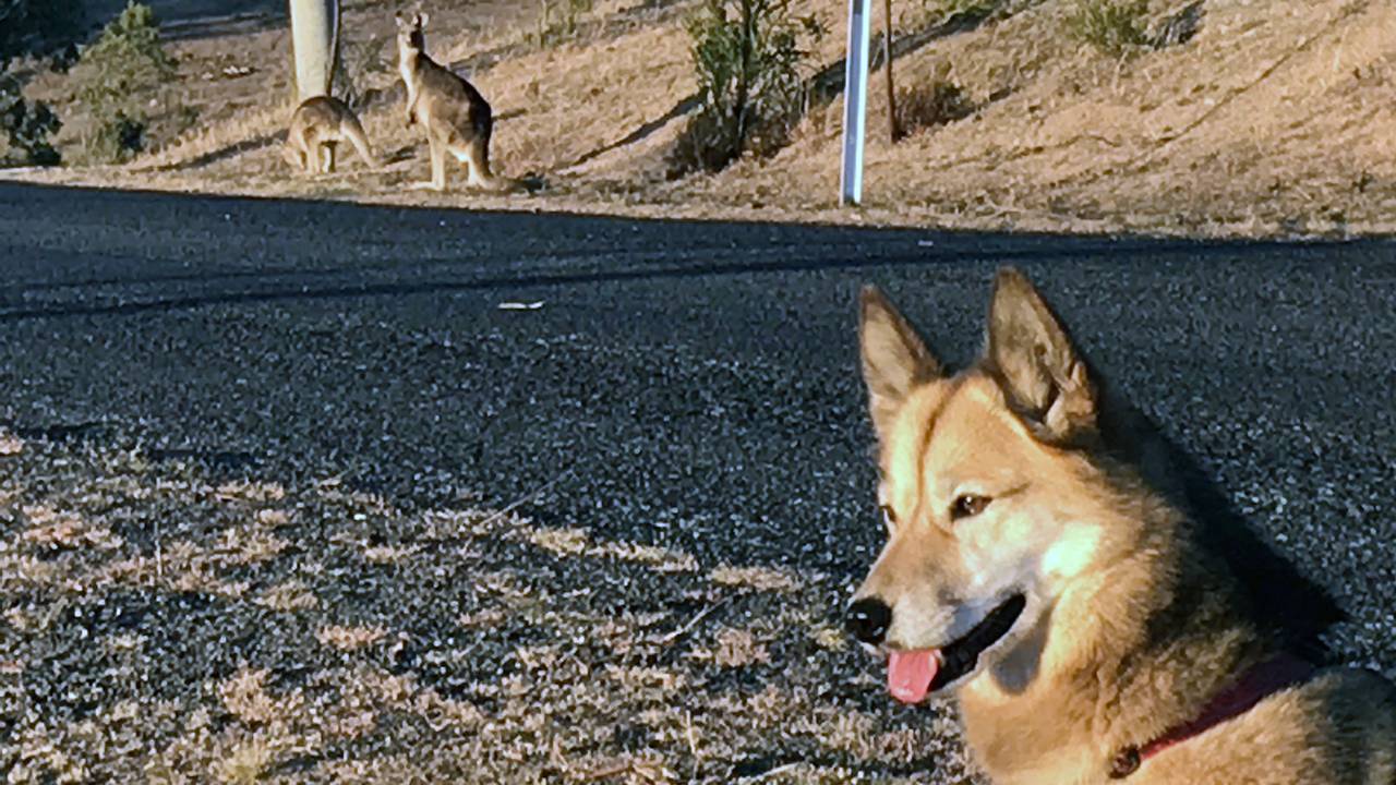 Cat med kenguruer i Australia