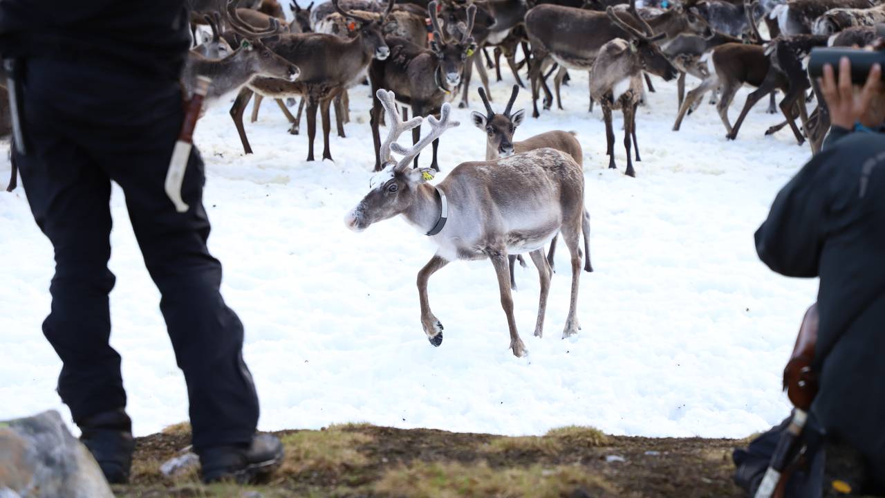 Reinsdyr i reingjerdet