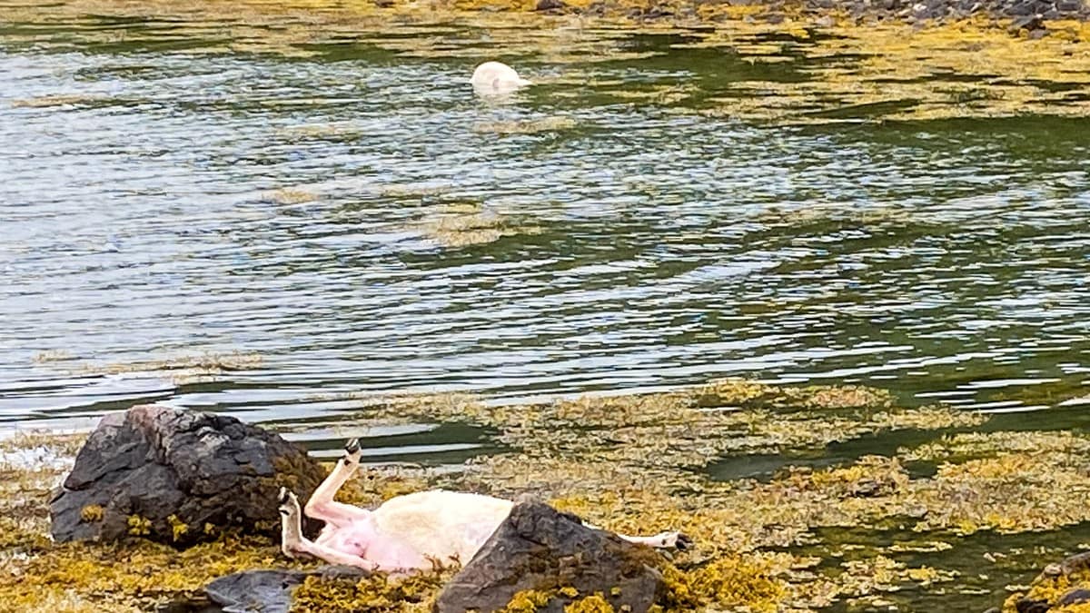 Slipper straff etter at hundene deres angrep saueflokk: – Rart at de slipper så billig unna