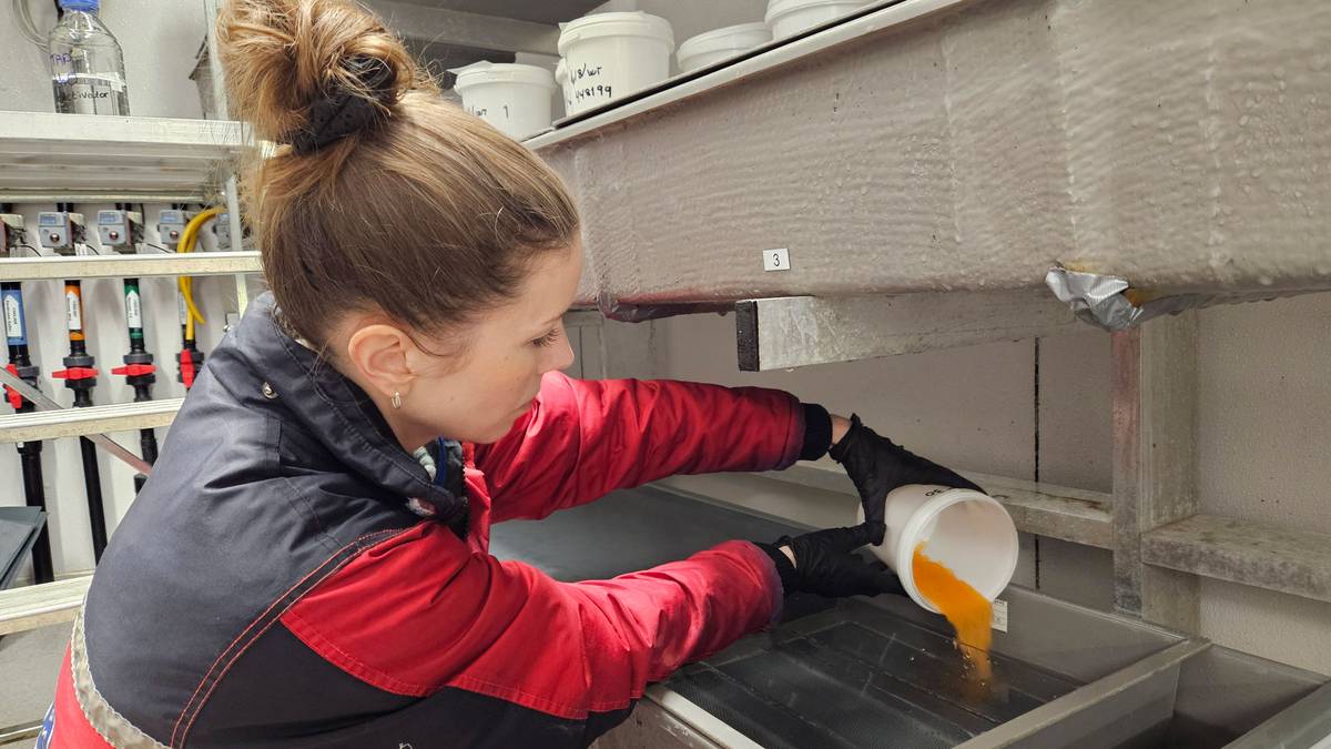 Oppdrettslaks kan bli surrogatmødrer for villaks: – DNA-et frå fiskane blir ikkje blanda