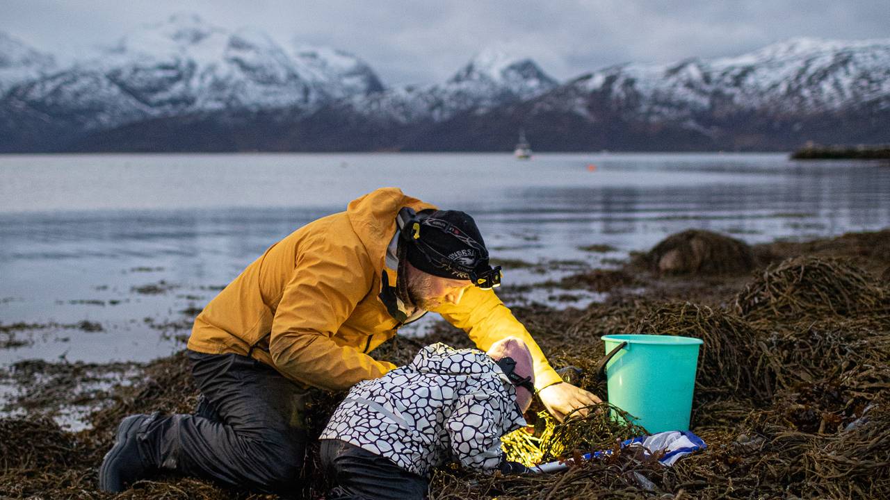Audun Rikardsen og datteren lyser med lommelykt ned i tangen