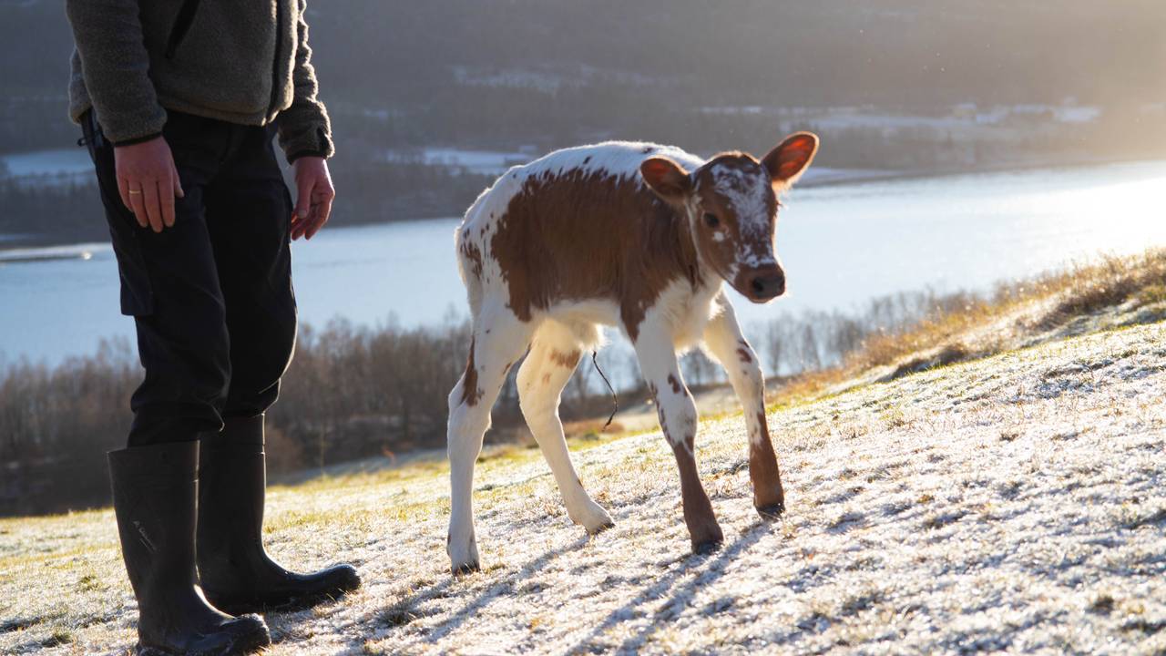 Lani ble født for en uke siden