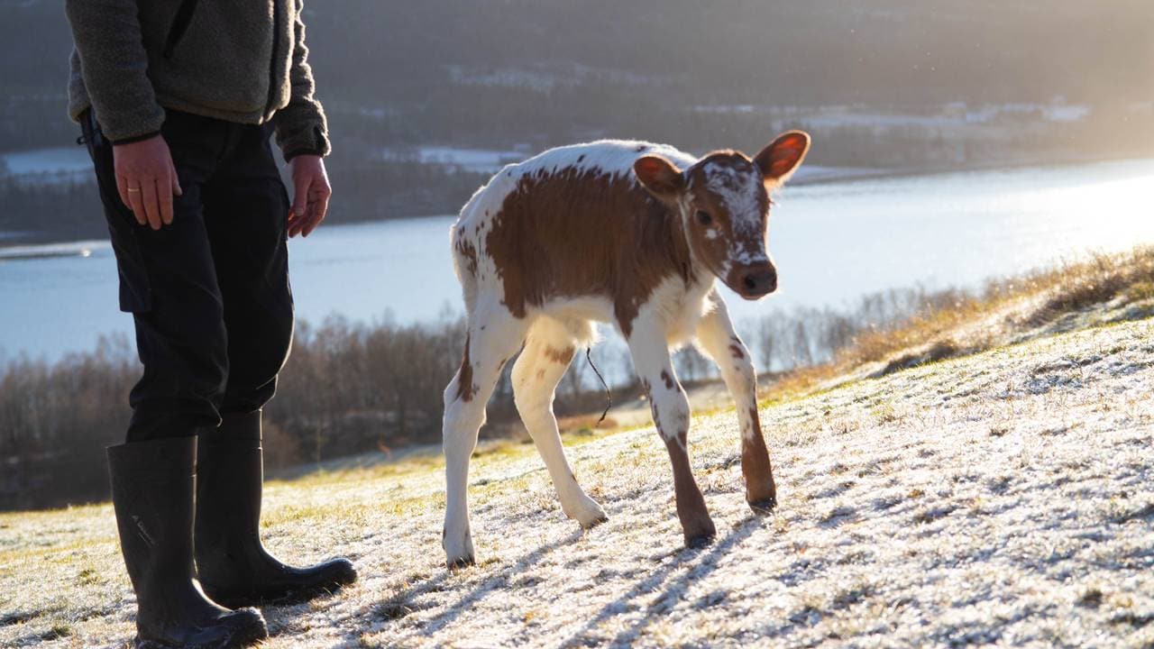 Lani ble født for en uke siden