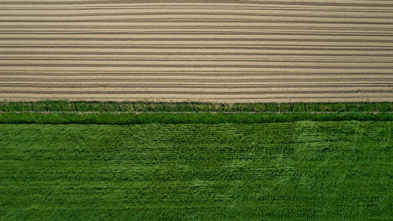 Regenerativ åker ved siden av naboens pløyde åker