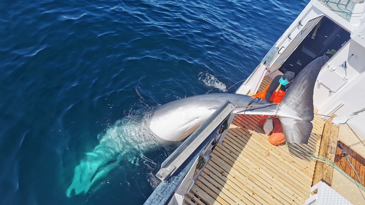 Hvalfangsten er i gang