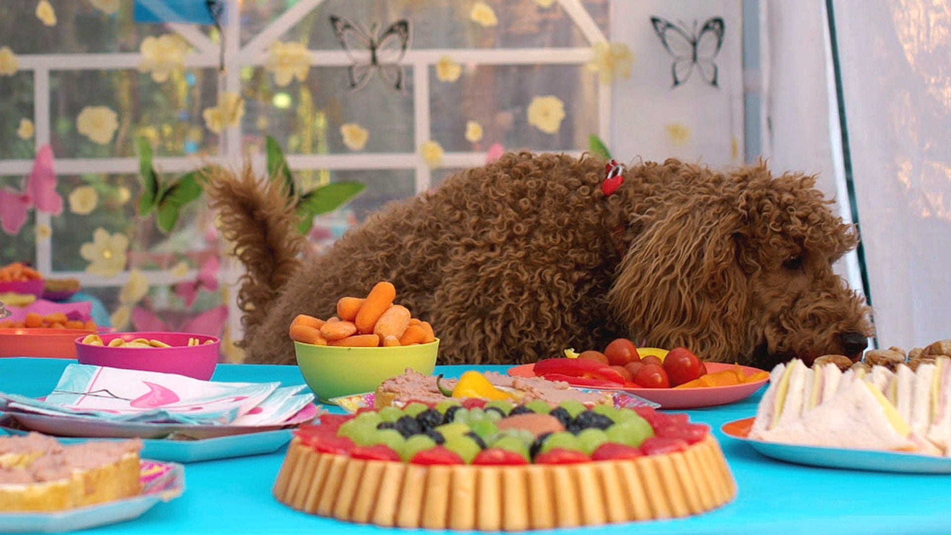 Vaffel - en superhund - NRK TV