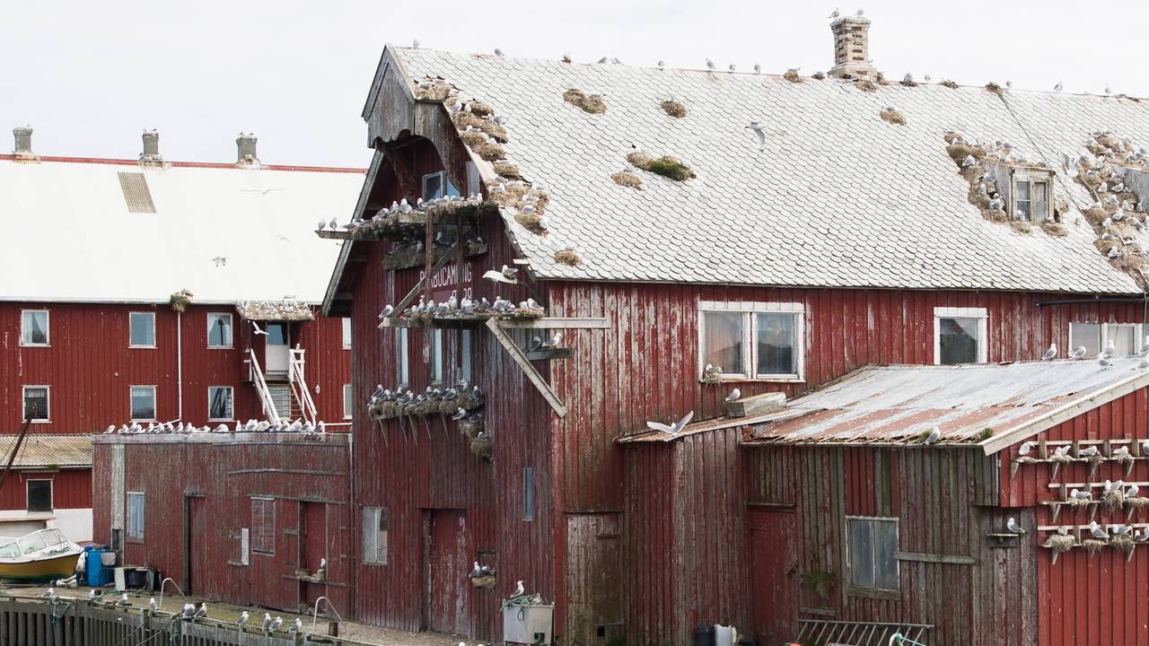 Kårøya, Røst i Lofoten
