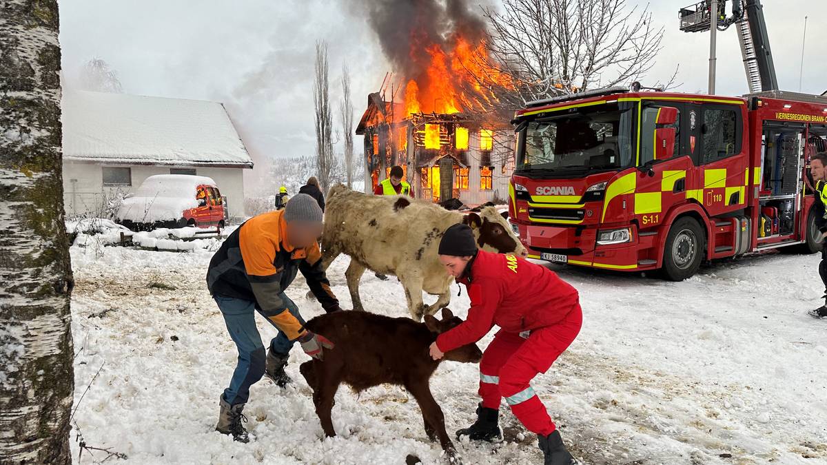 Farm Fire Threatens Cattle Barn: Efforts to Save Animals Underway