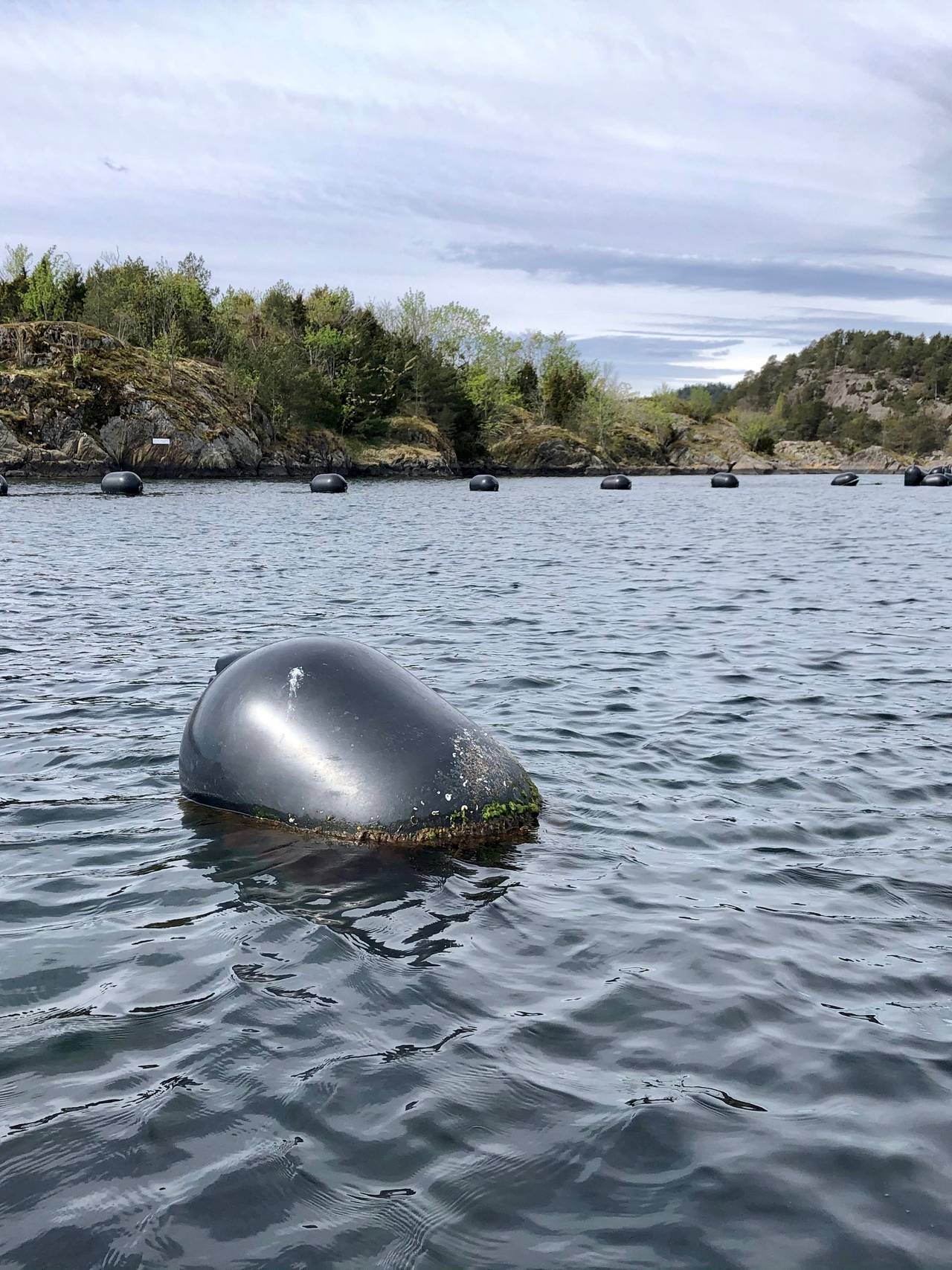 Blåskjellanlegg i oppløsning, Tvedestrand kommune. Agder Mussels