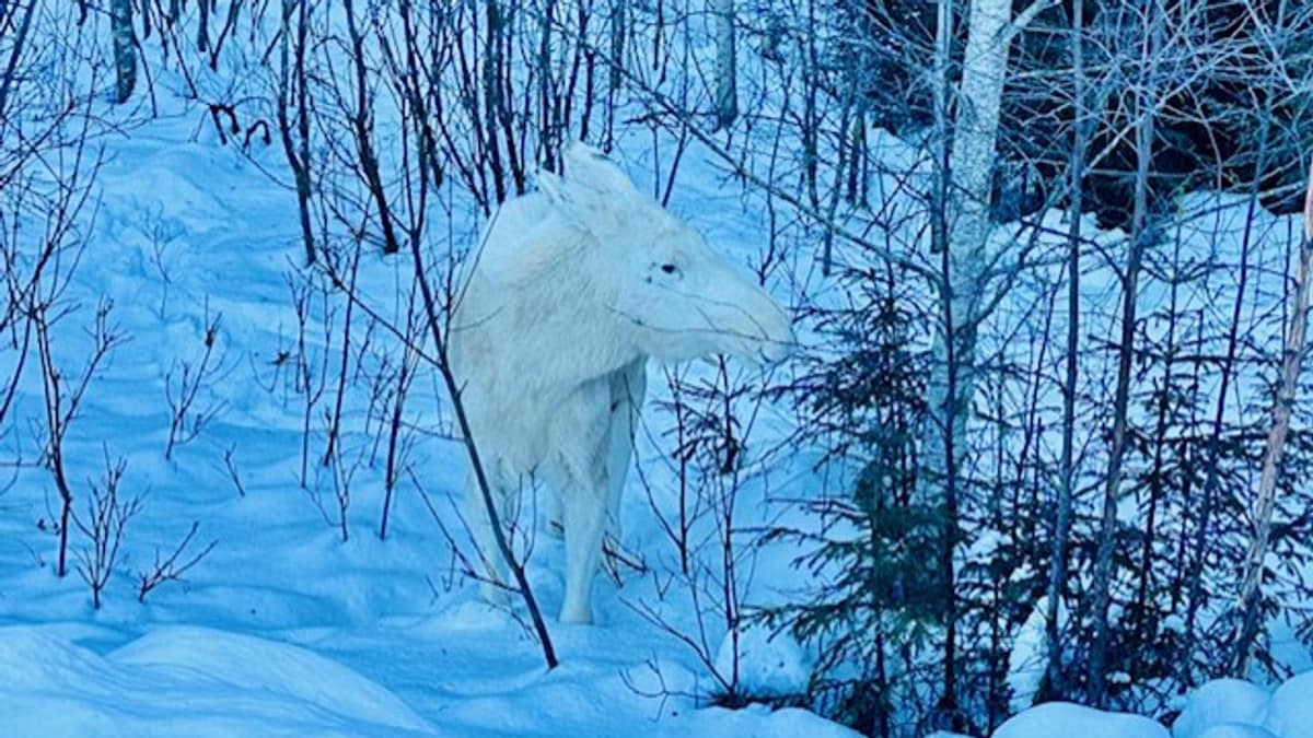 Møtte hvit elg på svenskegrensen: – Veldig tamme