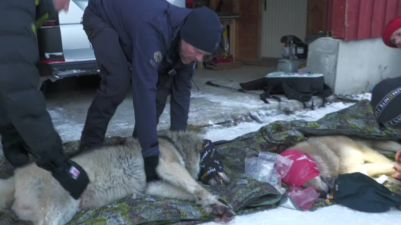 Elgå-ulven blir flyttet fra Østerdalen til Østfold