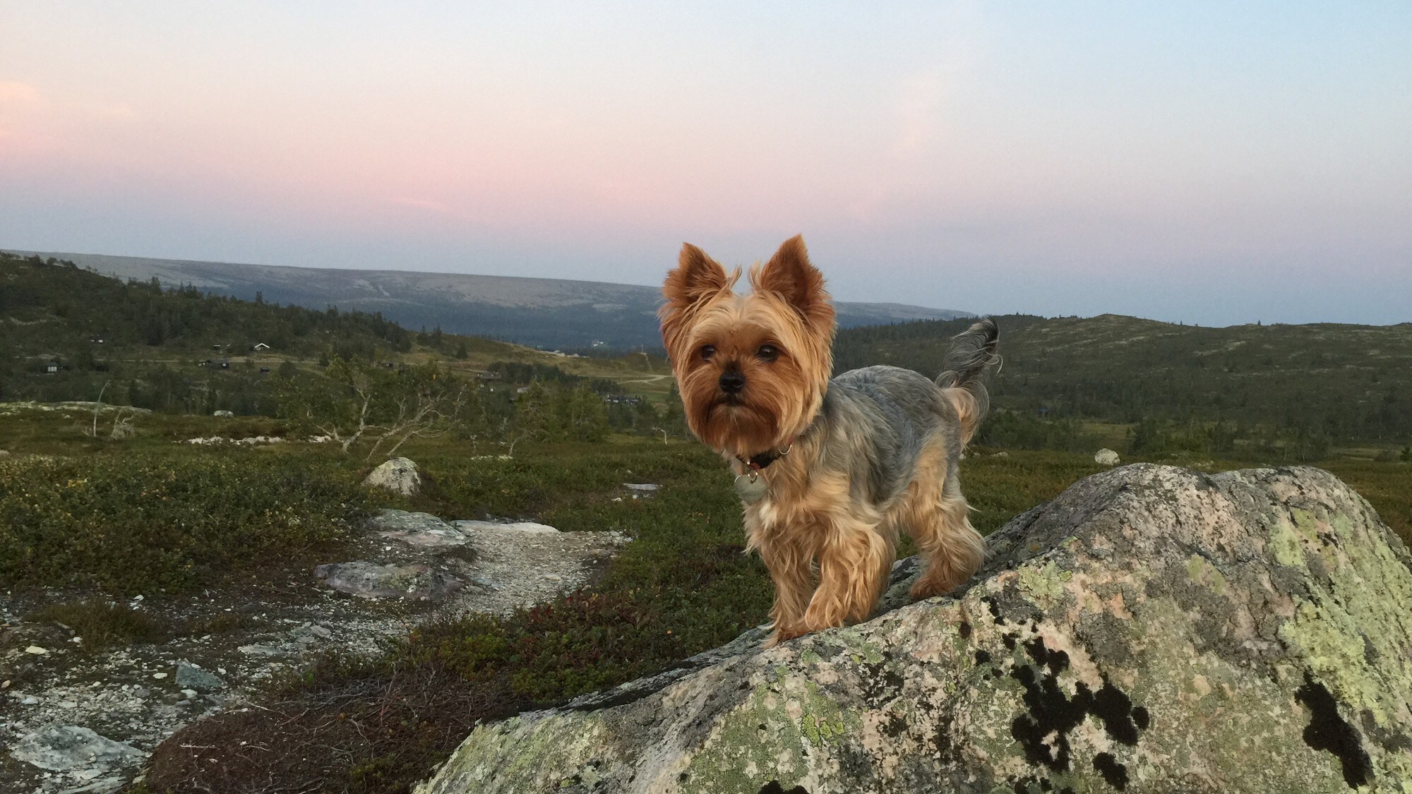 Hvor Gammel Er Hunden I Menneskeår