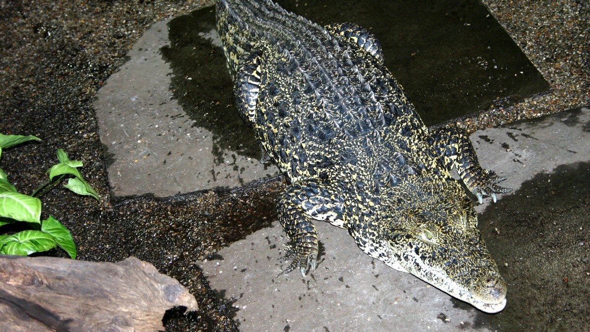 Forskel På Alligator Og Krokodille