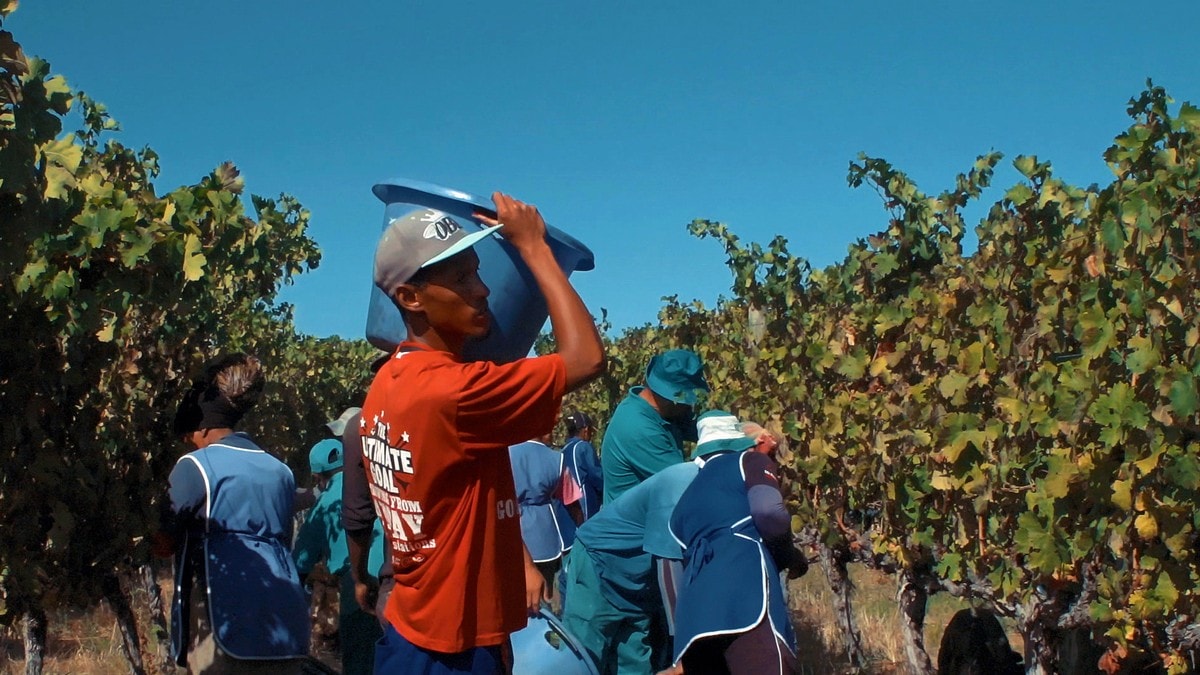 Pris til sørafrikanske vinarbeidere