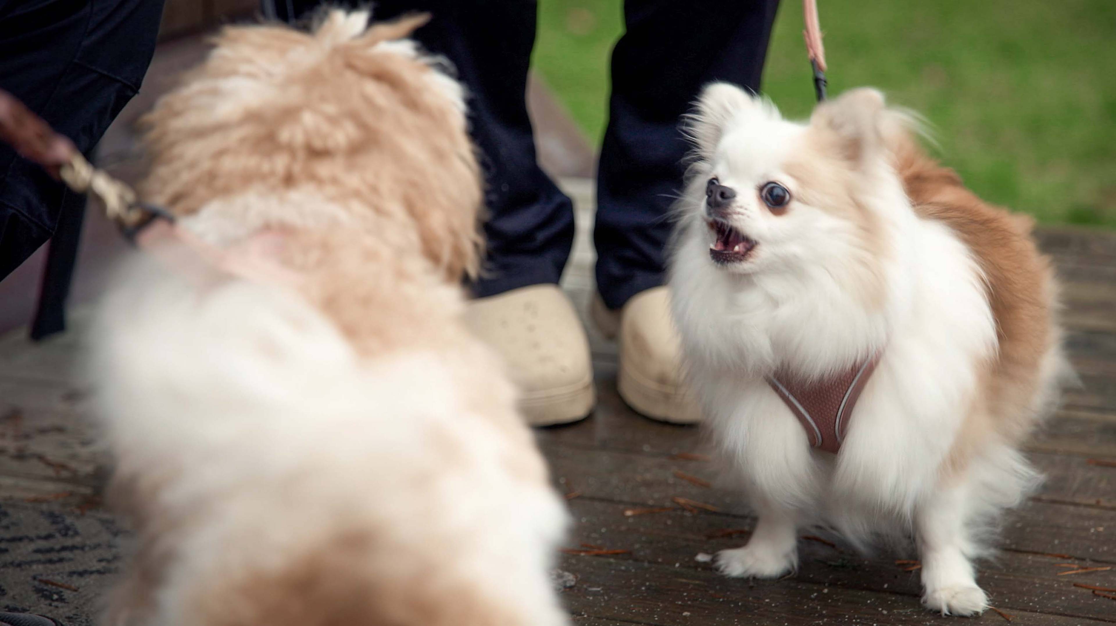 To brune og hvite hunder står og kjefter på hverandre. Den ene hunden står med ryggen til kameraet.