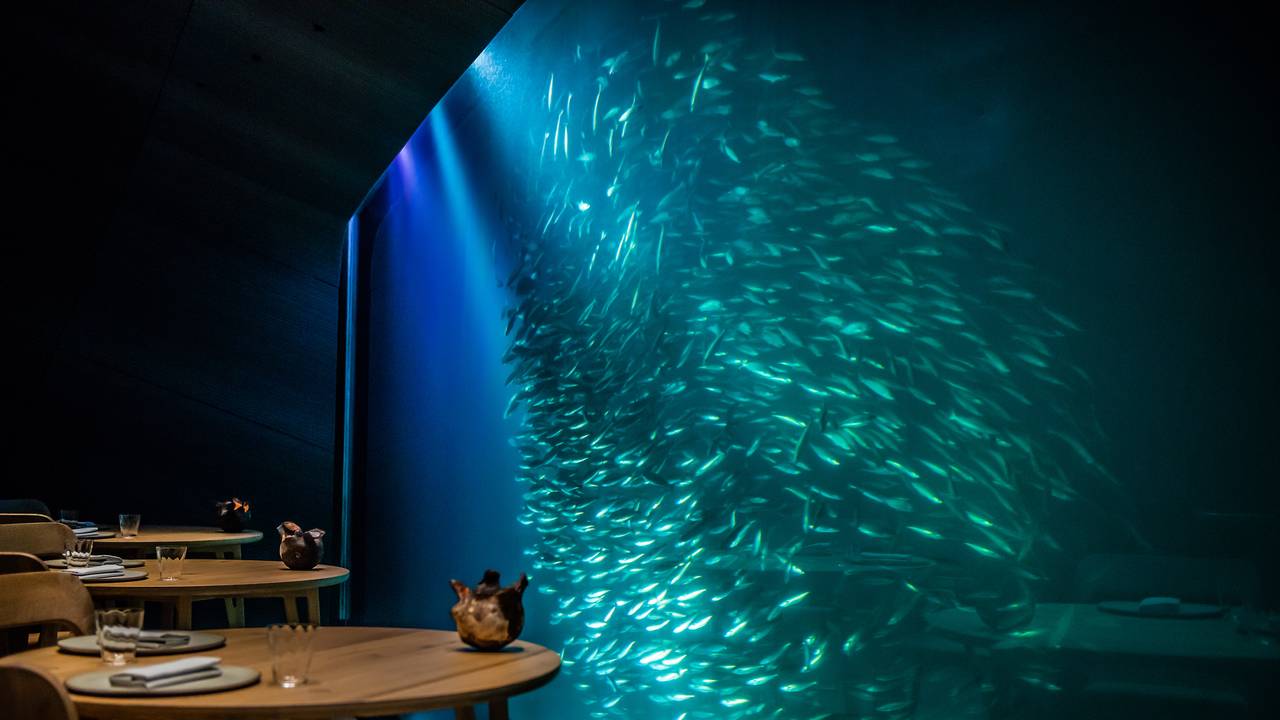 En stim av sei svømmer forbi vinduet på undervannsrestauranten Under