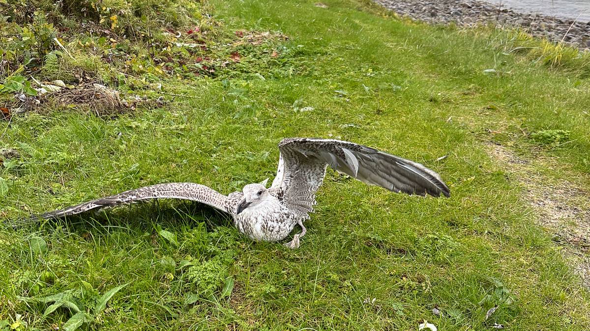 Ny bølge av fugleinfluensa blant villfugl i Nord-Norge