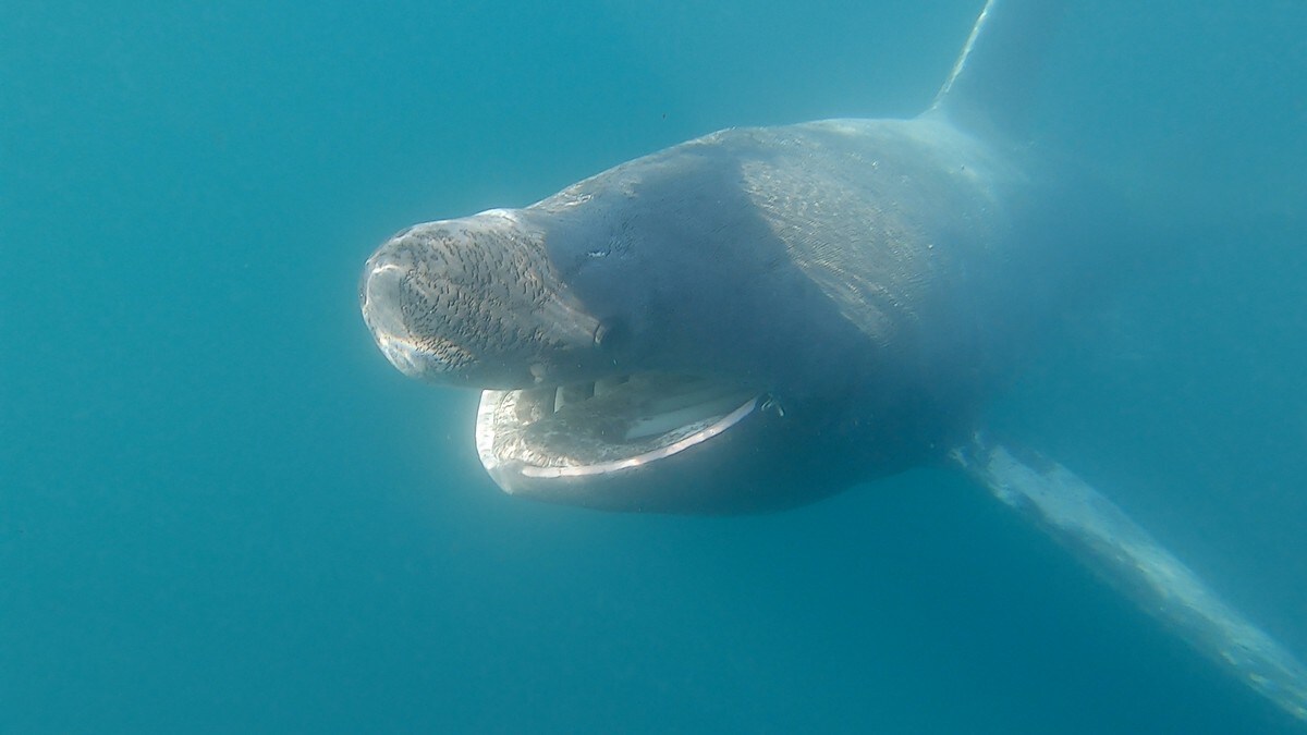 Kajakkpadler fikk sjokkmøte med verdens nest største hai: – Den cruiset rundt meg