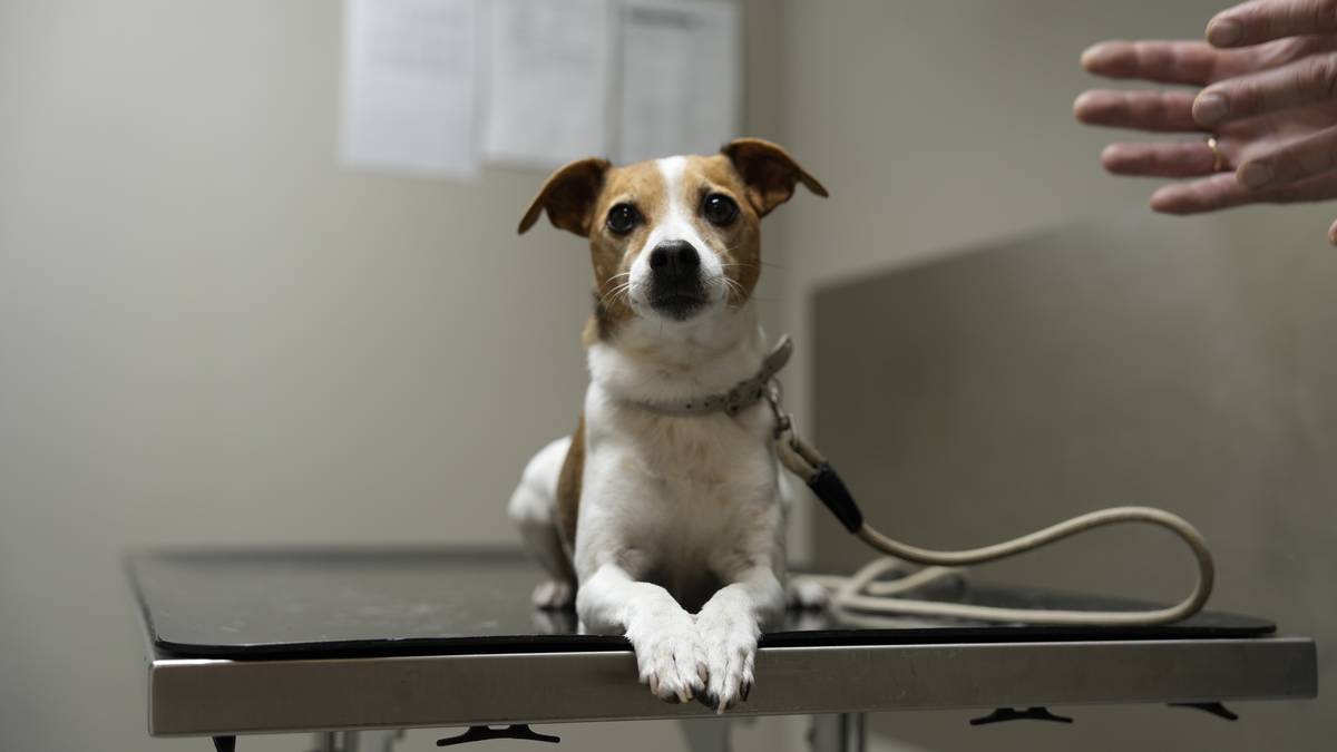 Ønsker flere veterinærer på laget