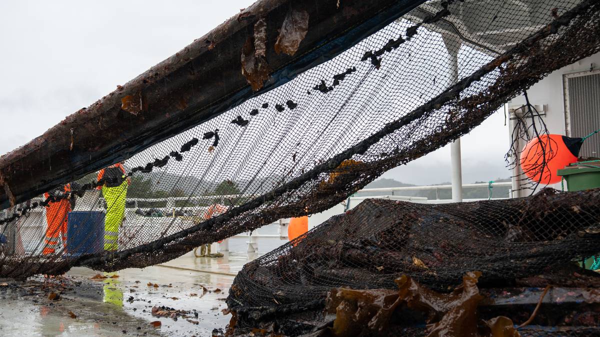 Ny «suksess-næring» feila – no vert gamle synder henta opp frå havbotnen