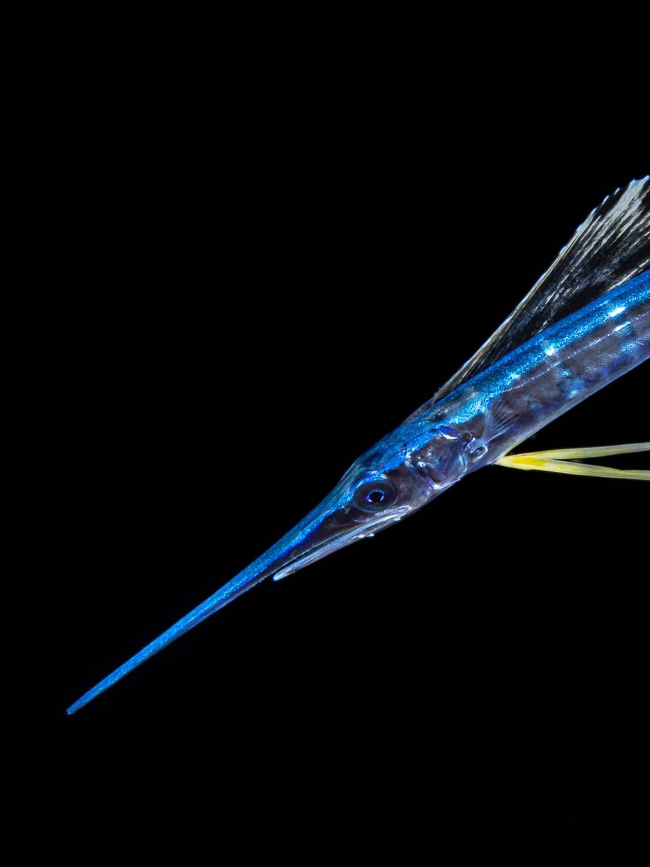 fisk svømmer i det svarte