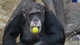 Kristiansand Dyrepark En sjimpanse med en gul ball i munnen