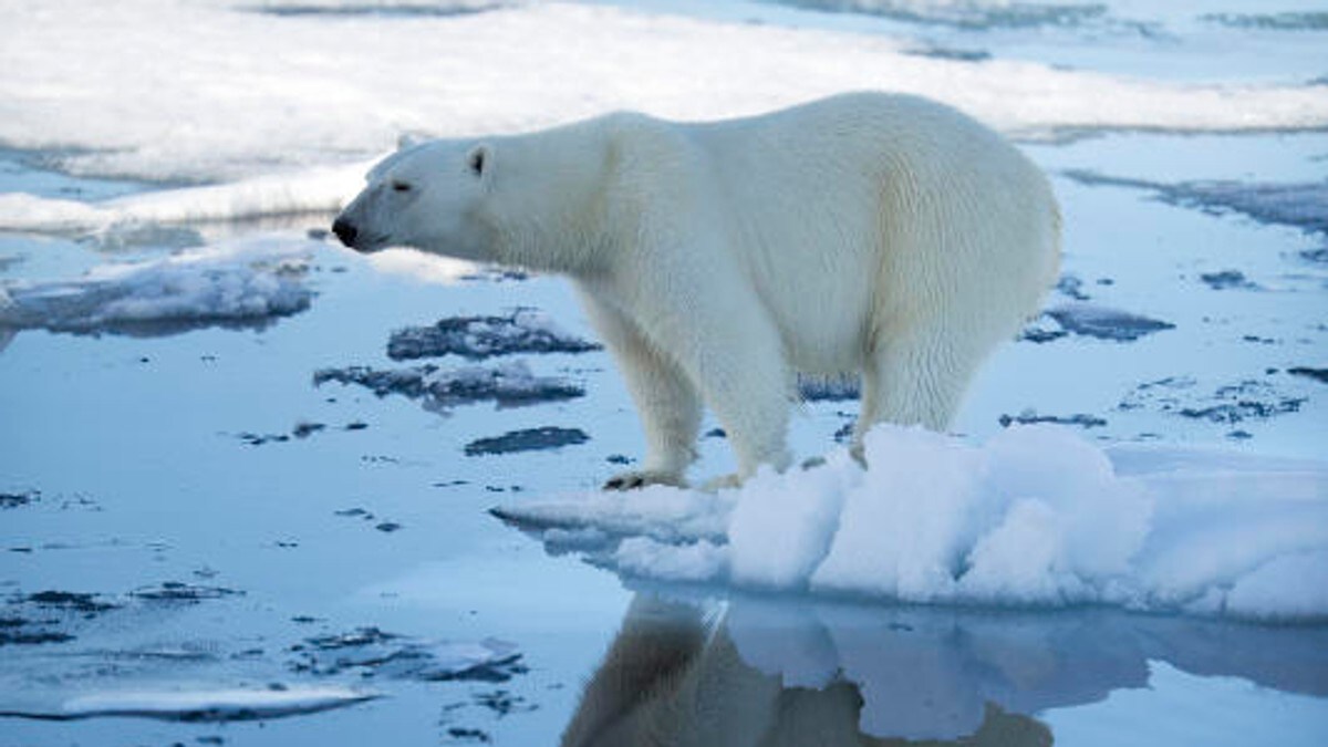 Giftstoffer fra 2. verdenskrig er fortsatt ødeleggende for isbjørnen