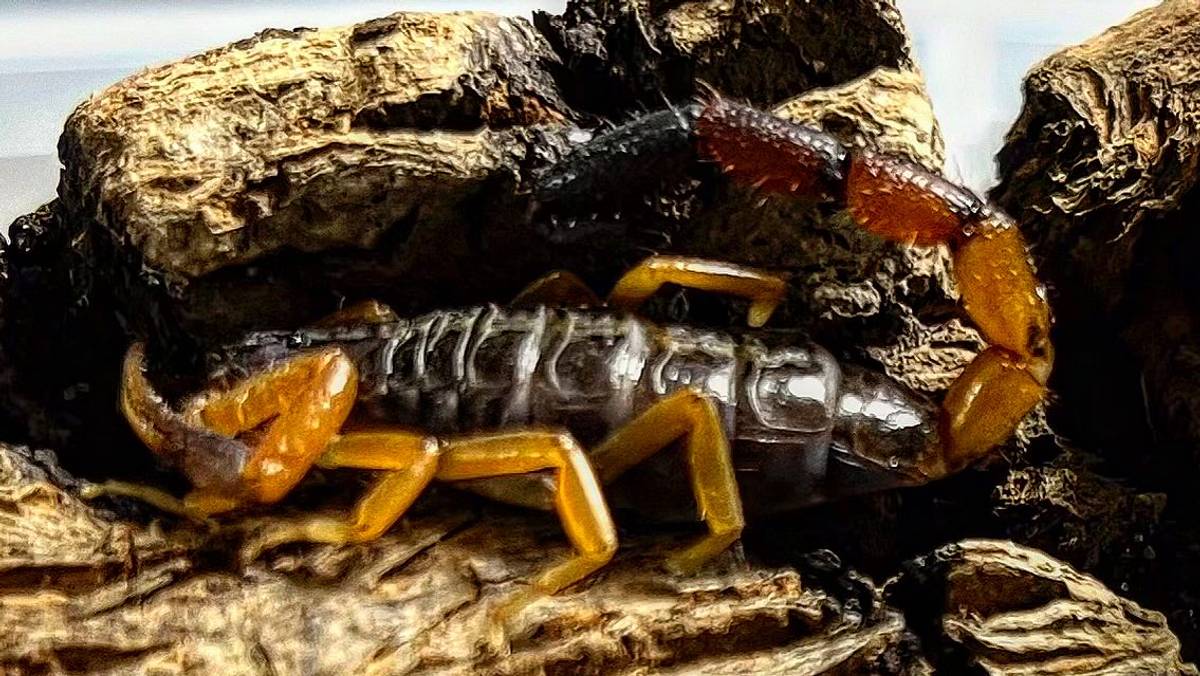 12日後に荷物の中からサソリ発見 – NRK Urix – 海外ニュースとドキュメンタリー