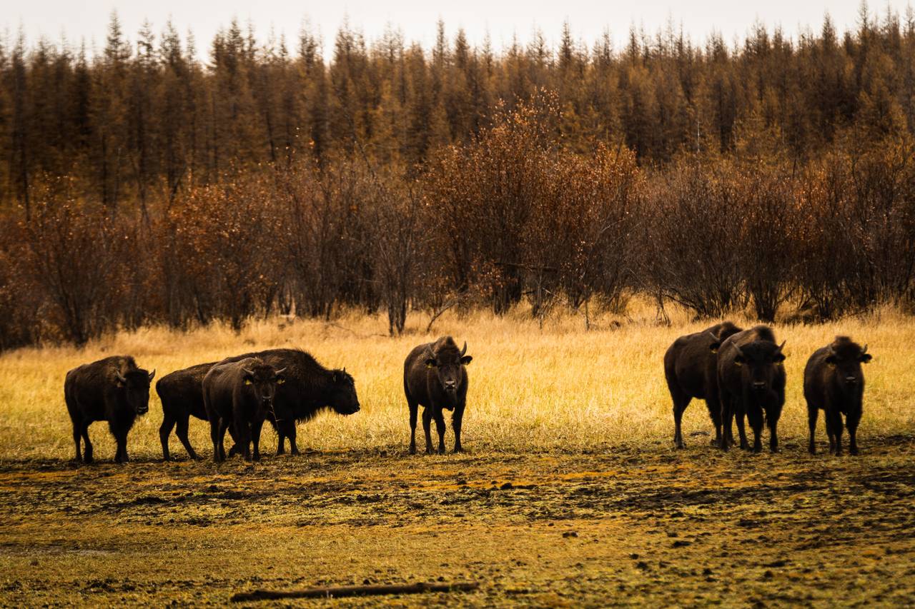 Bisonokser beiter i Pleistoscene Park, Sibir