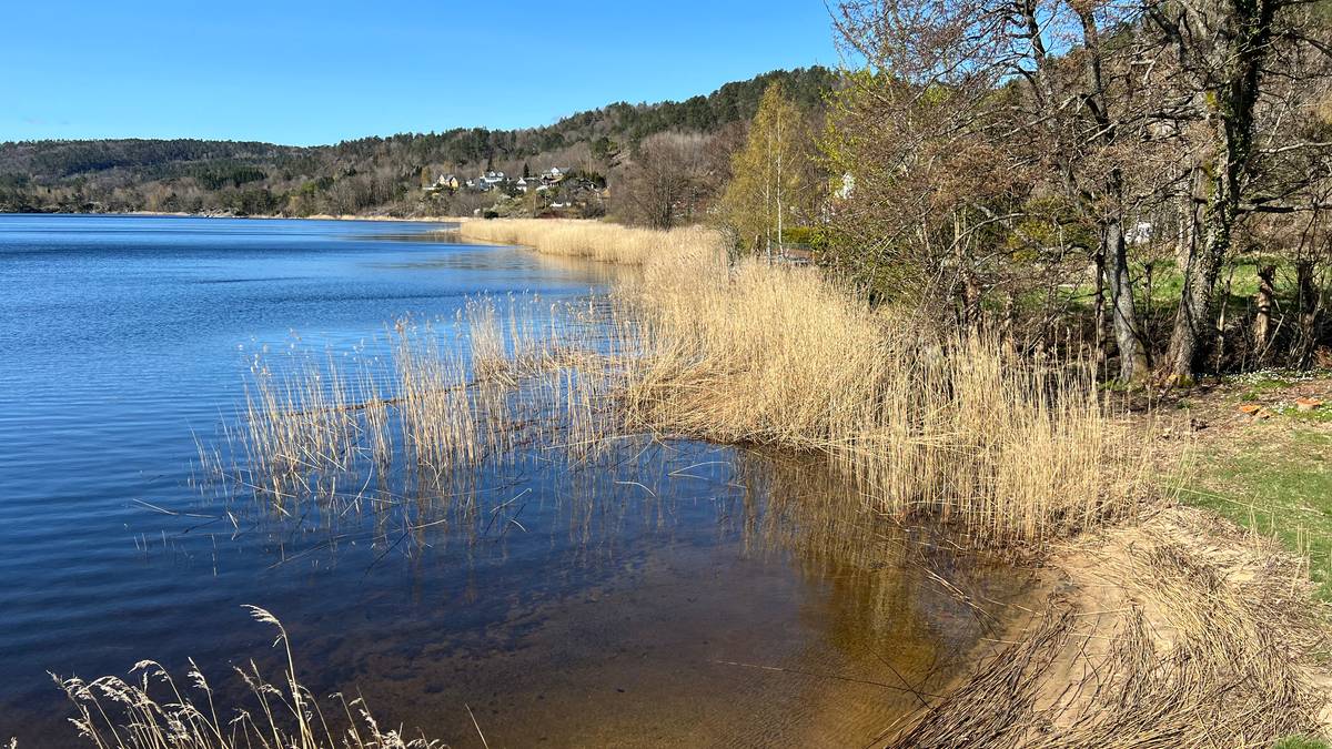 Finner ikke spor av gjedde i Gillsvann