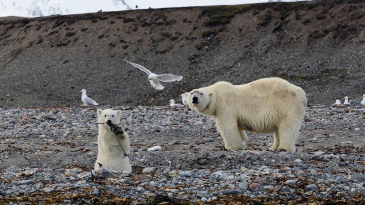 Kraftig økning i miljøkriminalitet på Svalbard