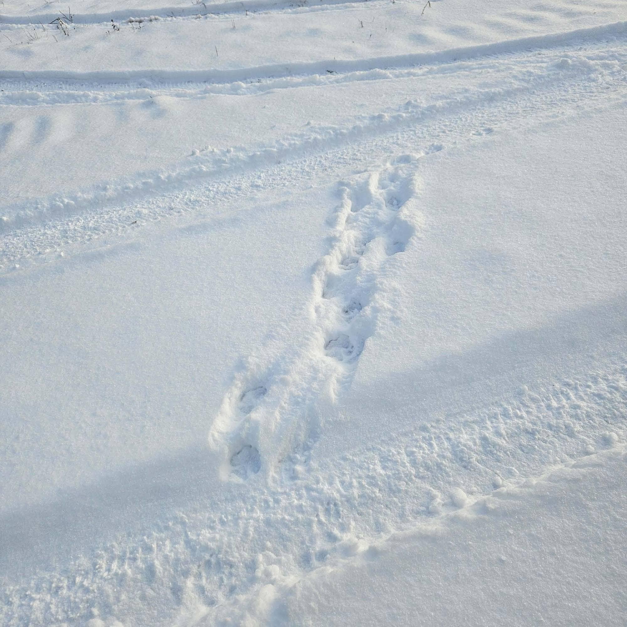 Bildet viser dyrespor, antakeligvis ulv, i snø 1.januar 2025. 
