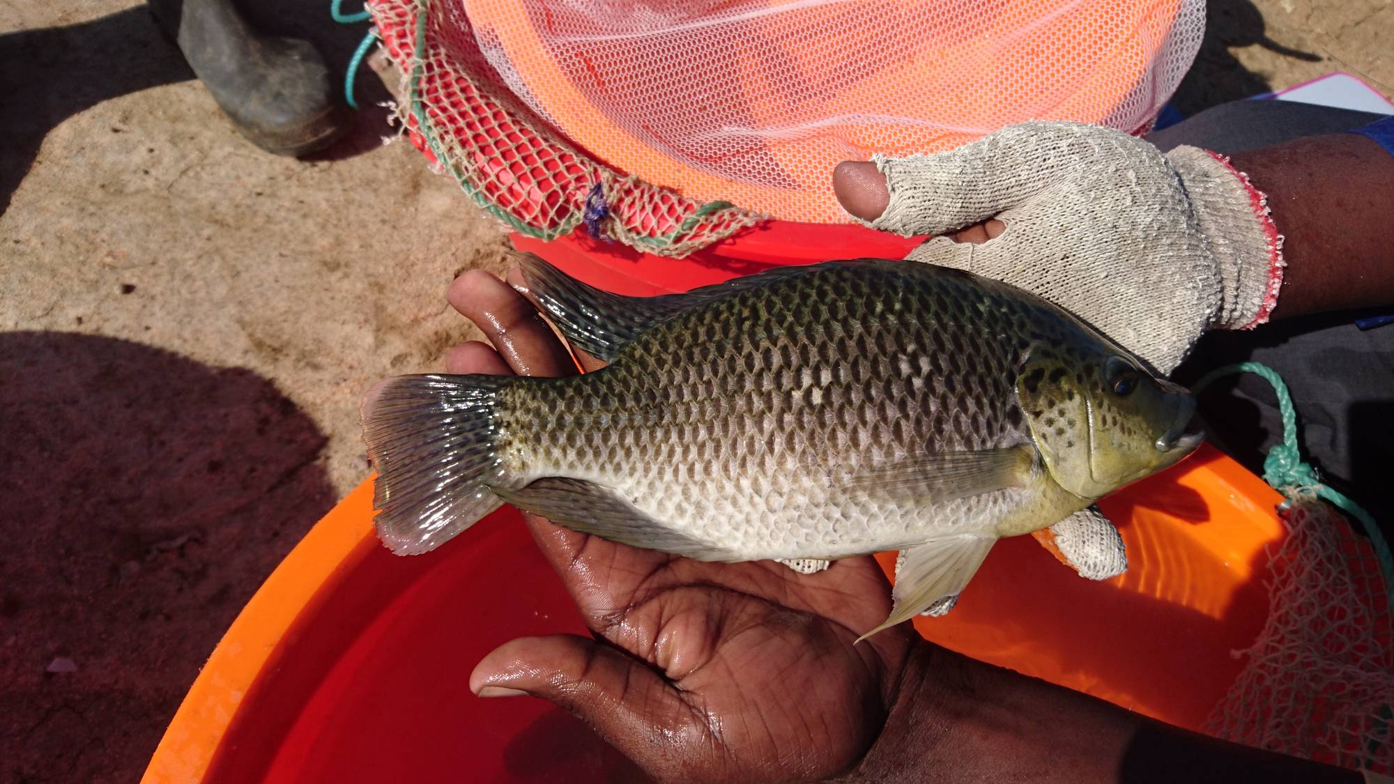 Tilapia, Cepaq