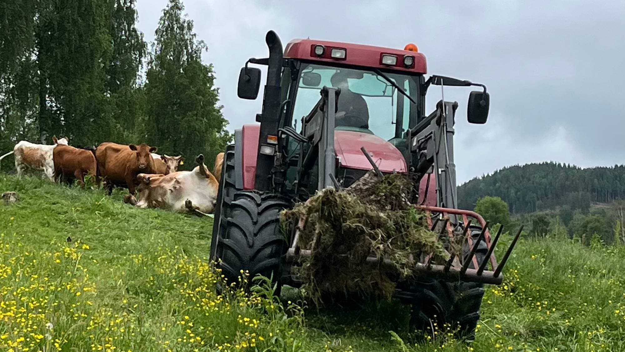 Kuer drept av lynnedslag