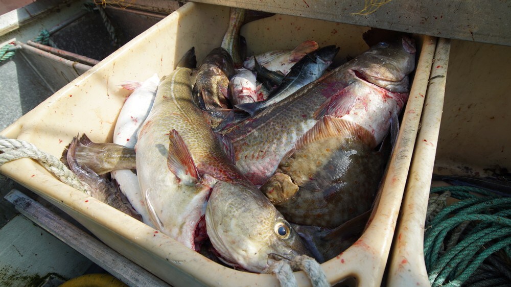 Avdekket slaveliknende forhold i fiskeindustrien: – Frykter det er toppen av et isfjell