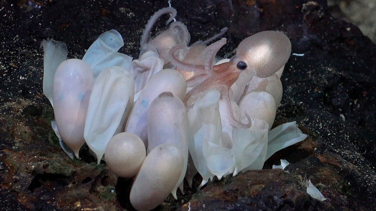 Fire nye blekksprut­arter oppdaget