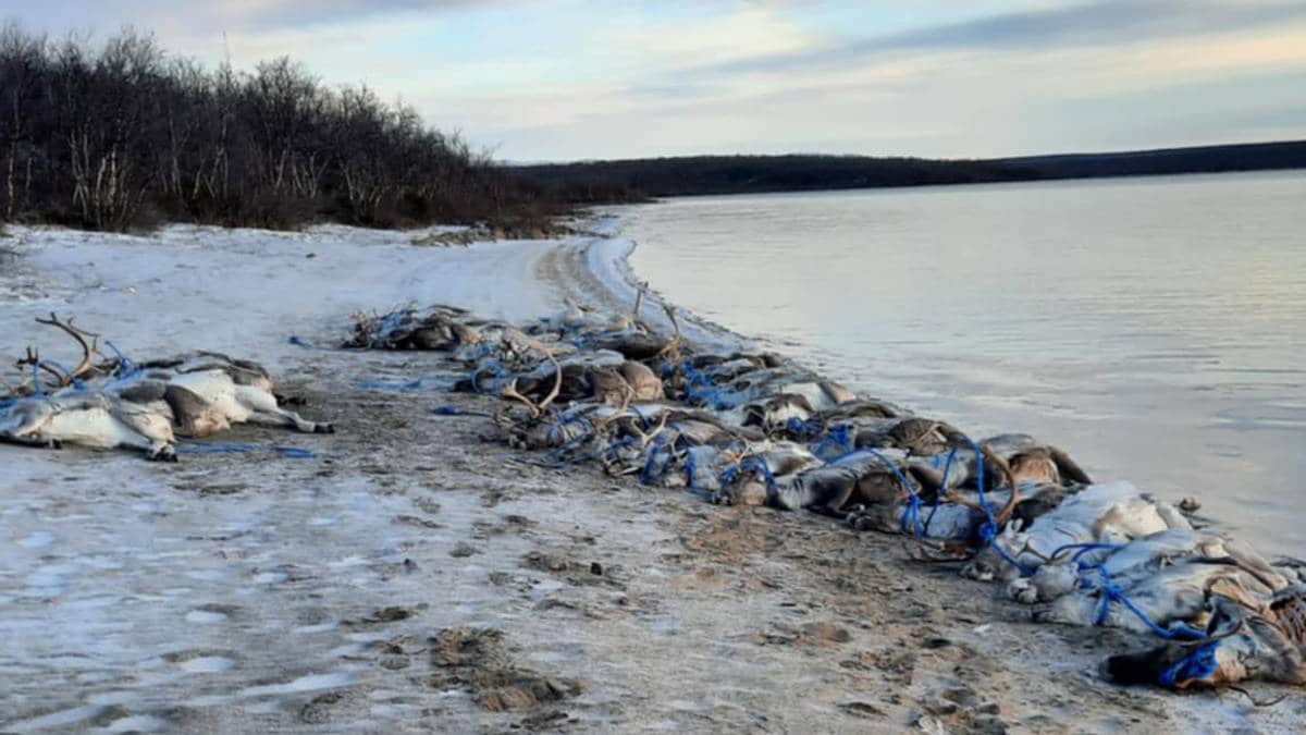 Flere reineiere står uten erstatning etter dyre­tragedie i Kautokeino