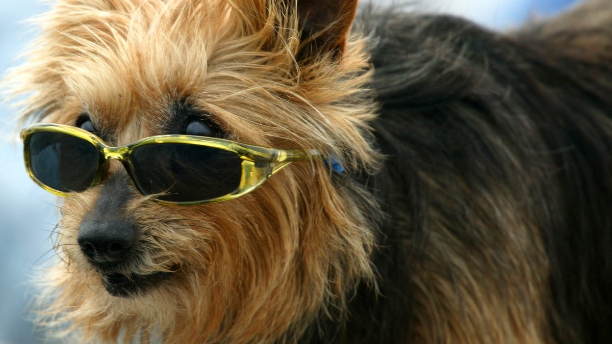 Seks tips for et godt hundeliv i sommer