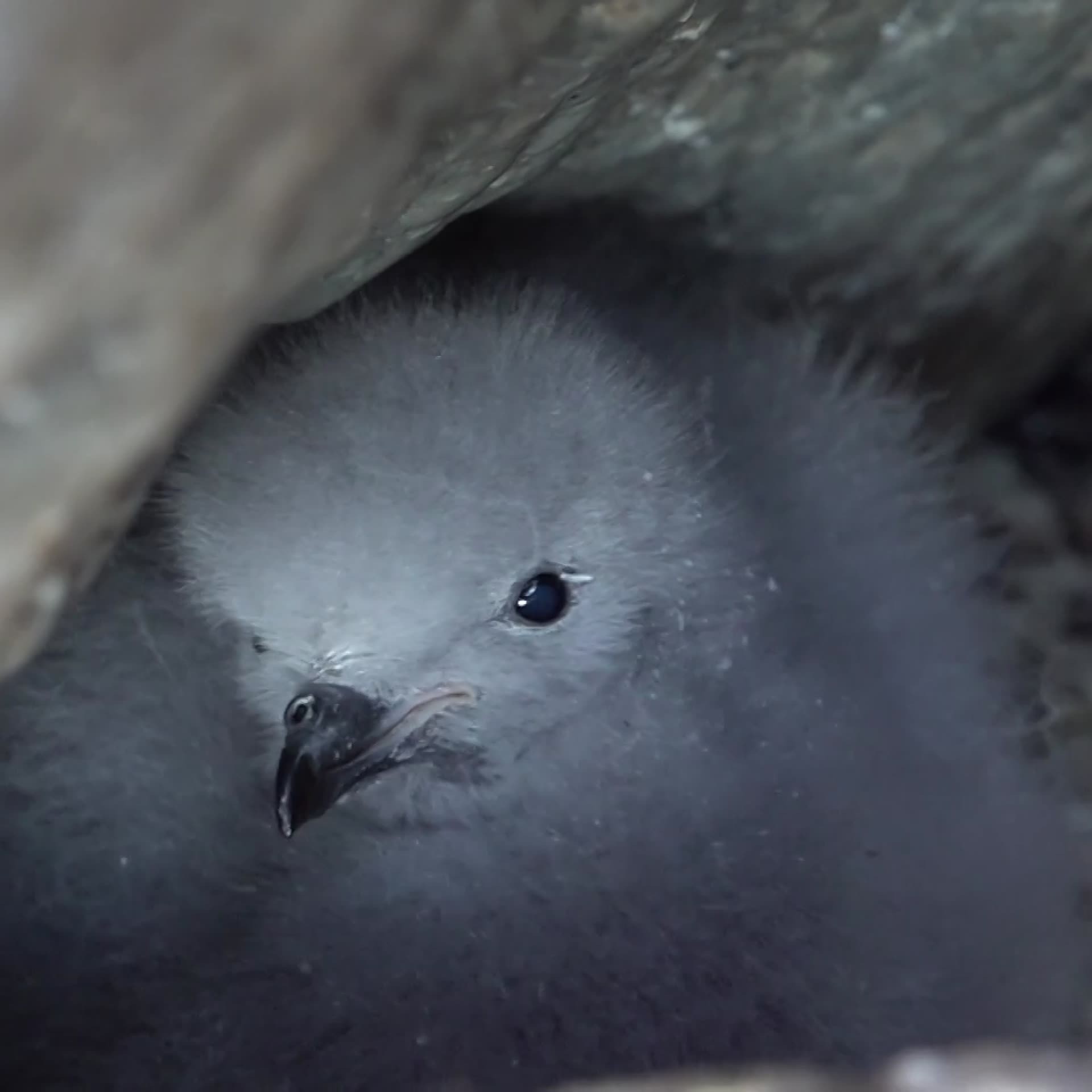 Des chercheurs ont peut-être résolu le mystère des oiseaux à Svarthamaren – NRK Urix – Actualités et documentaires étrangers