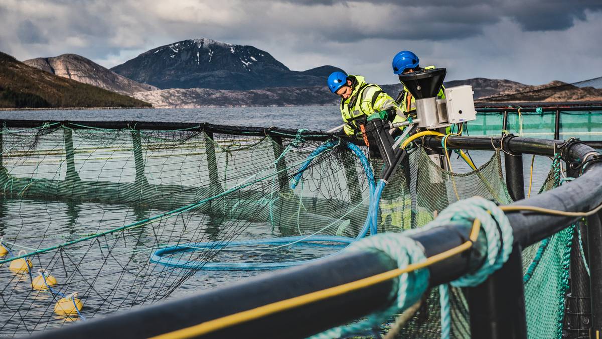 Full krangel om laksepris-råd: – Jeg savner saklig argumentasjon