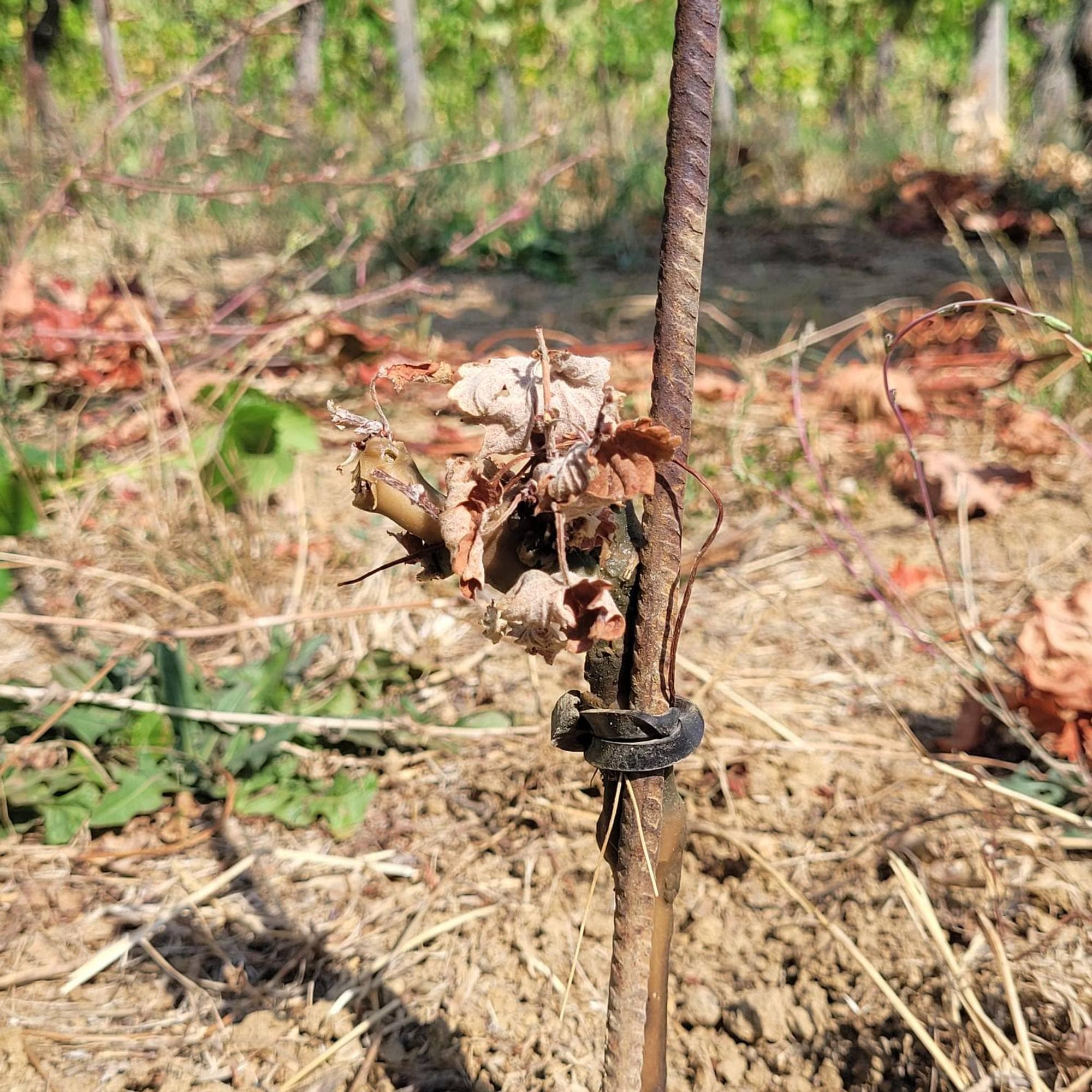  En fullstendig uttørket ungplante plantet i mai i år