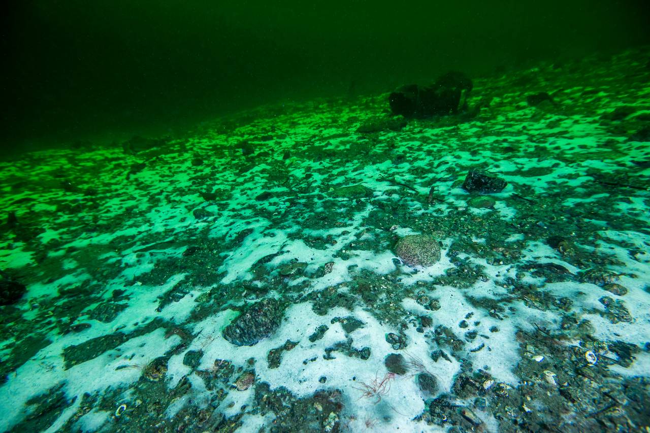 Et hvitt lag av bakterier dekker havbunnen