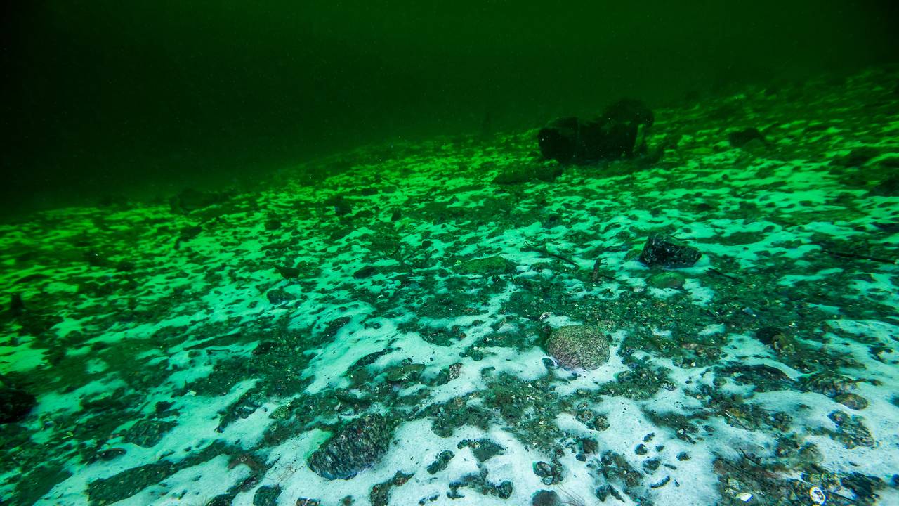 Et hvitt lag av bakterier dekker havbunnen