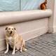 写真:オーセ・マリット・ベフリング/NRK 有名人の犬