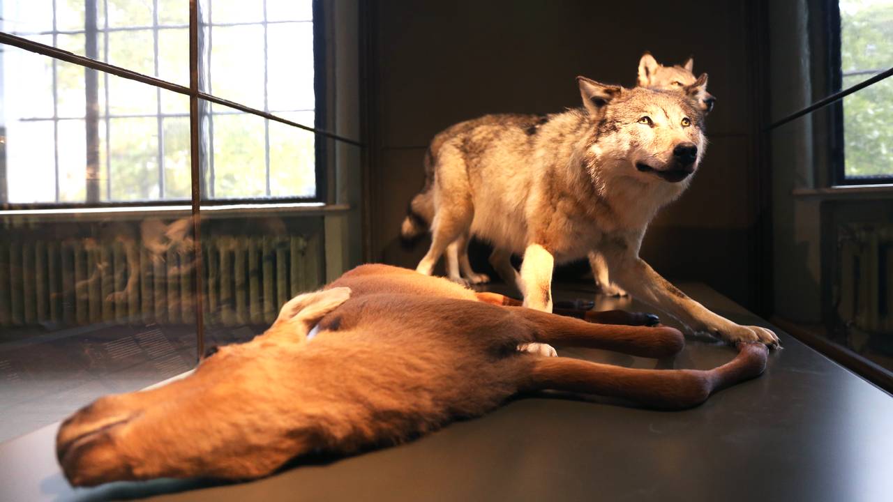 Naturhistorisk museum åpner igjen i Bergen